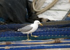 Geelpootmeeuw   R.Eveleens
